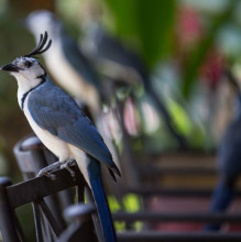 Costa_Rica-Blue-Jay