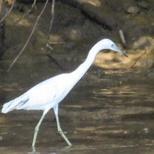 Crane at Palo Verde National Park