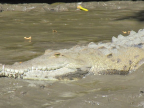 Crocodile at Palo Verde National Park