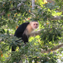 White faced monkey at Palo Verde National Park