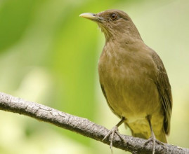 National-Bird_Yiguirro