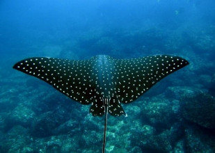 Manta Ray