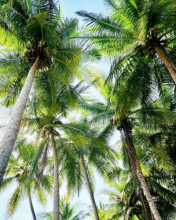 Looking up into the Trees in Limon