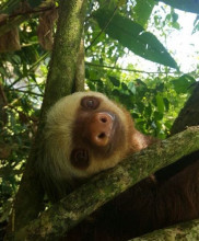 baby-sloth