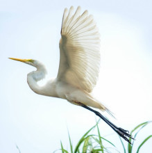 Bird in flight