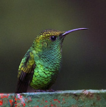 coppery-headed-hummingbird