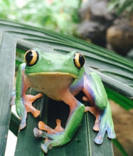 Tree frog at Diamonte Park