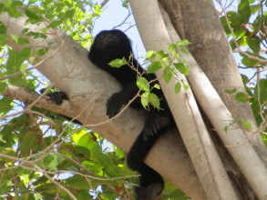 howler monkey
