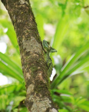 Plumed Basilisk