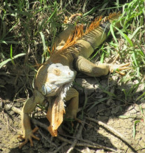 Lizard at Palo Verde National Park