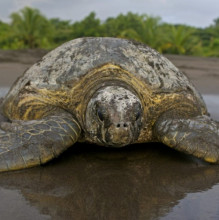 sea-turtle