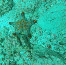 Starfish at Las Catalinas