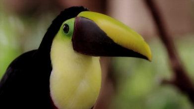 Toucan at Diamonte Park