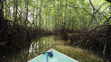 Estuary boat ride