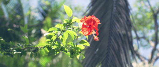 Hybiscus Flower