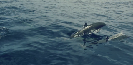 Dolphins at Play