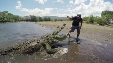 Feeding the crocodiles