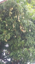 Mangos on the beach