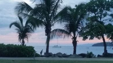 Palm trees silouette